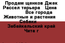 Продам щенков Джек Рассел терьера › Цена ­ 25 000 - Все города Животные и растения » Собаки   . Забайкальский край,Чита г.